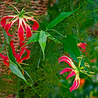 Gloriosa superba  'rothschildiana' - 2 Gloriosas Rothschildiana - Bulbes d'été