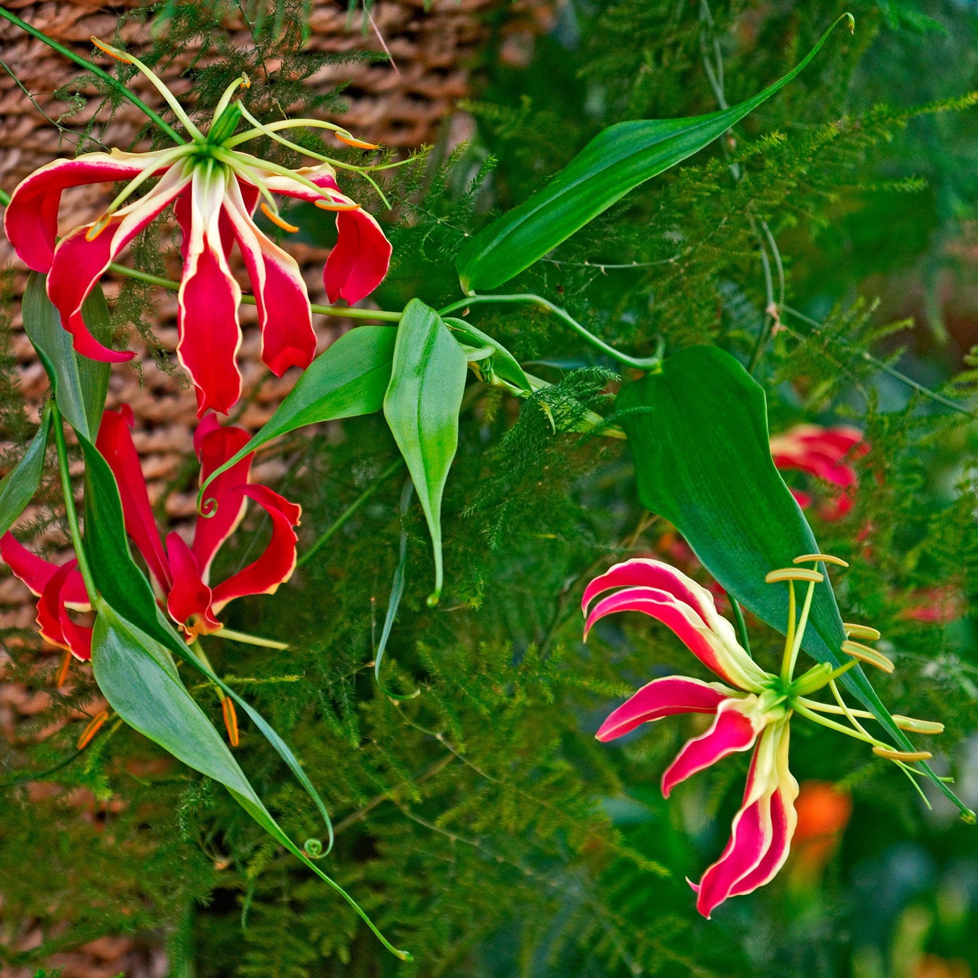 Gloriosa superba  'rothschildiana' - 2 Gloriosas Rothschildiana - Bulbes d'été