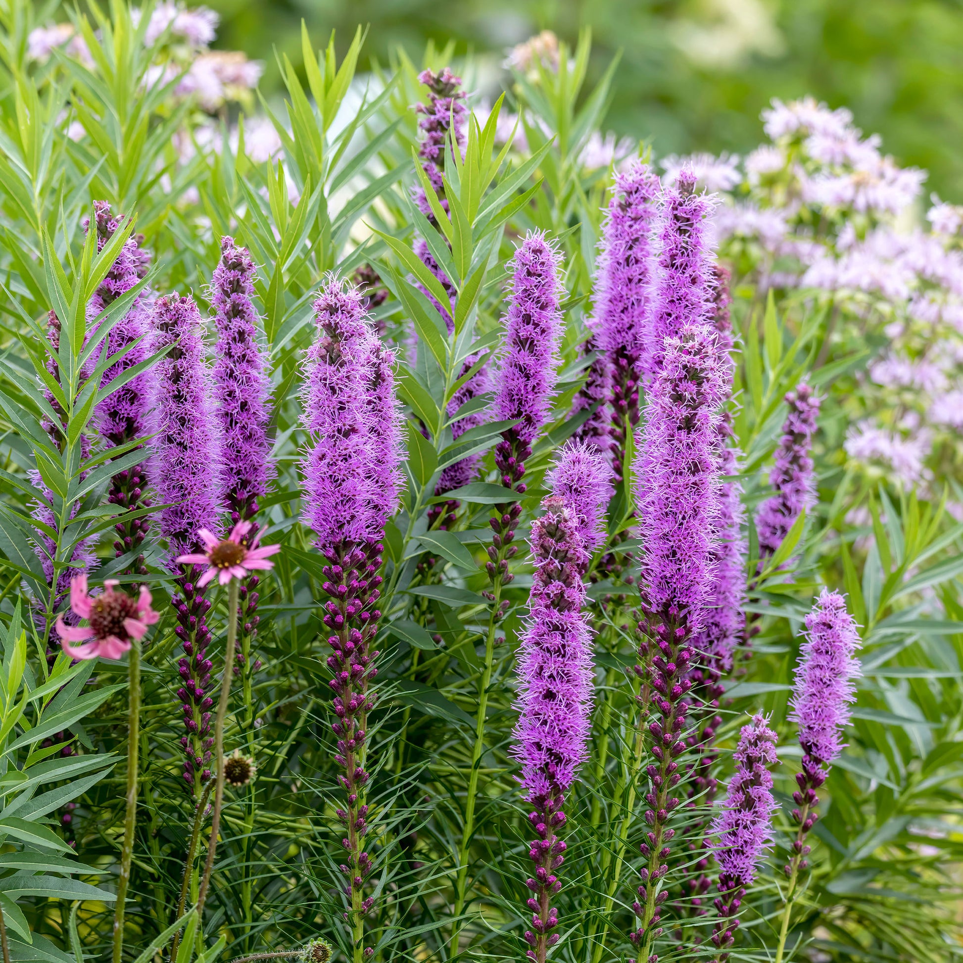  - 25 Plumes du Kansas - Liatris spicata