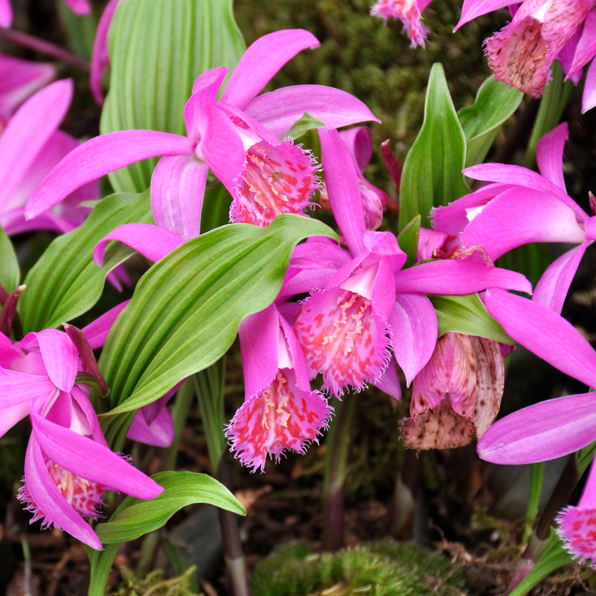 Orchidée 'Pleione Tongariro' - Pleione tongariro - Bakker