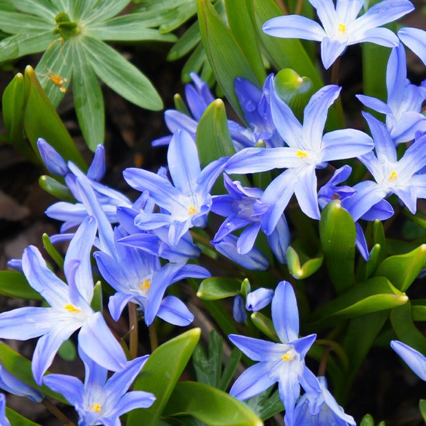 10 Gloires des neiges bleue - Bakker