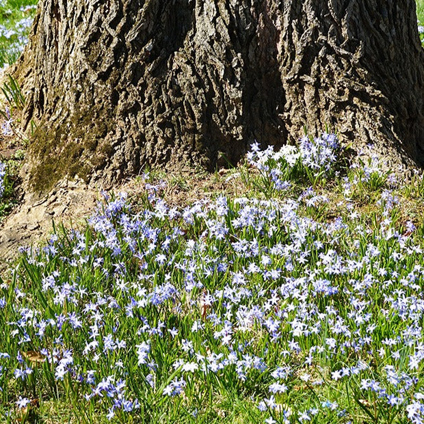Chionodoxa forbesii blue giant - 10 Gloires des neiges bleue - Bulbes de Gloire des neiges
