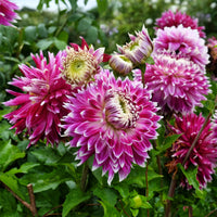 Bulbes de Dahlia - 3 Dahlias à grandes fleurs Vancouver - Dahlia 'vancouver'