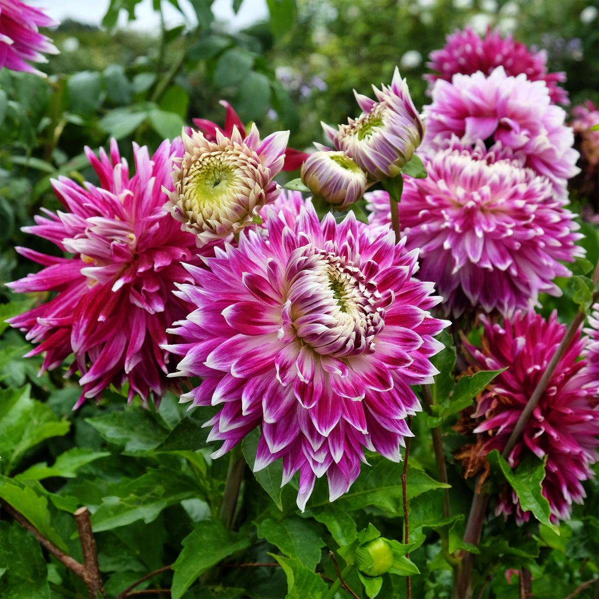 Bulbes de Dahlia - 3 Dahlias à grandes fleurs Vancouver - Dahlia 'vancouver'