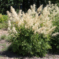 Vente Barbe de bouc dioïques - Aruncus dioicus