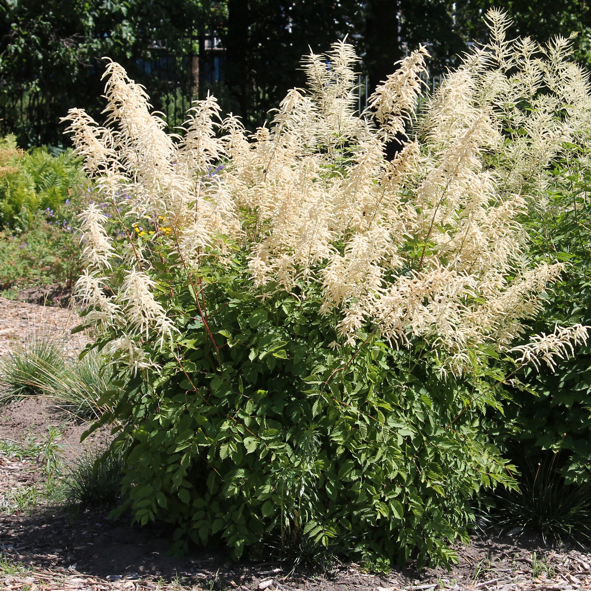 Vente Barbe de bouc dioïques - Aruncus dioicus
