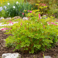 Coeur de Marie - Dicentra spectabilis - Bakker