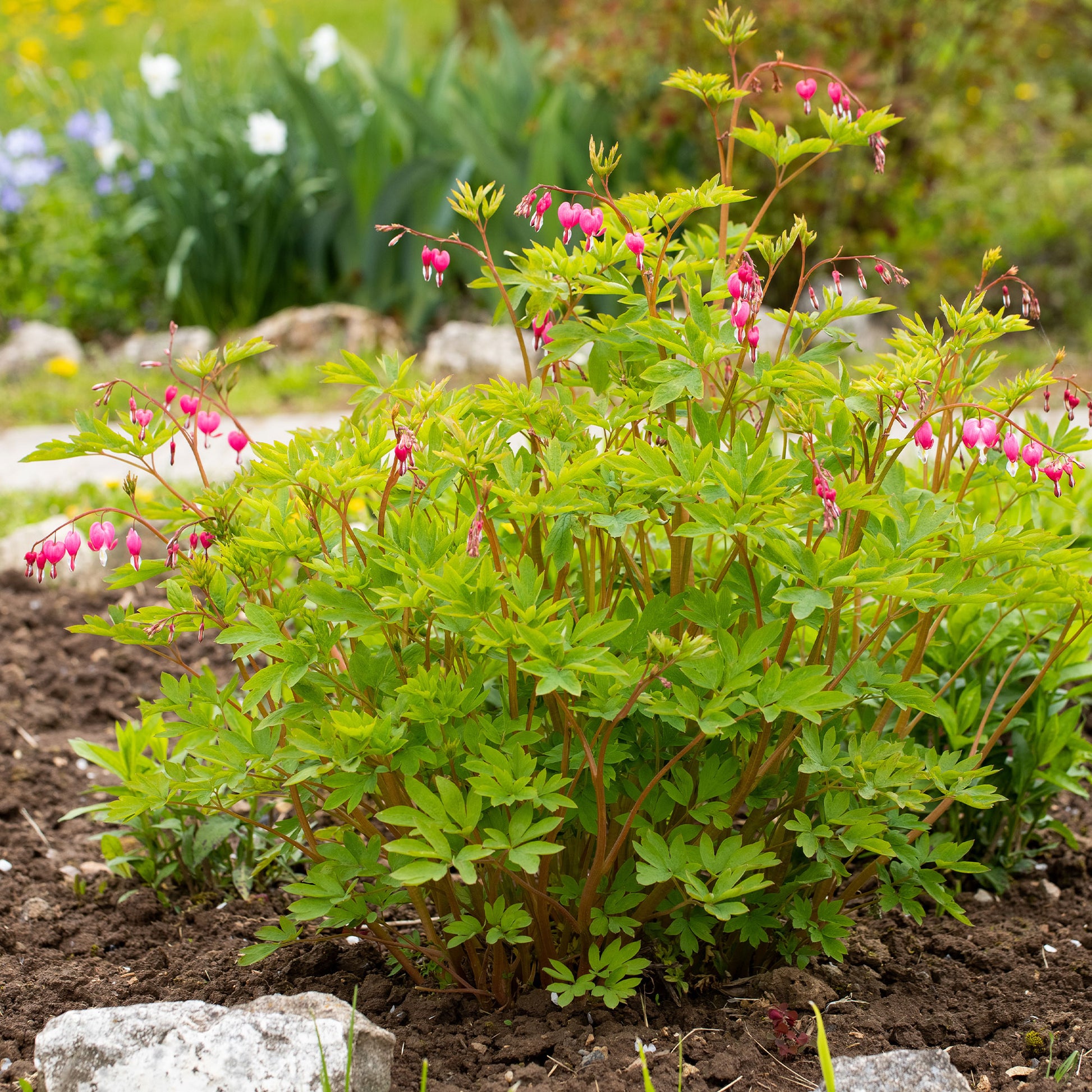 Coeur de Marie - Dicentra spectabilis - Bakker