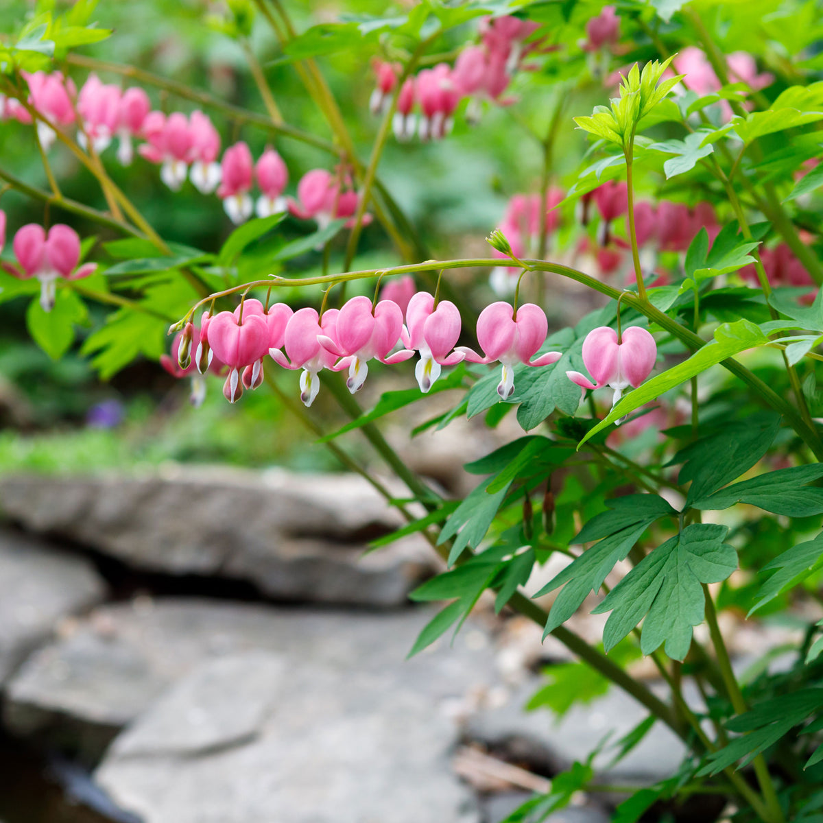 Dicentra spectabilis - Coeur de Marie - Cœur de Marie