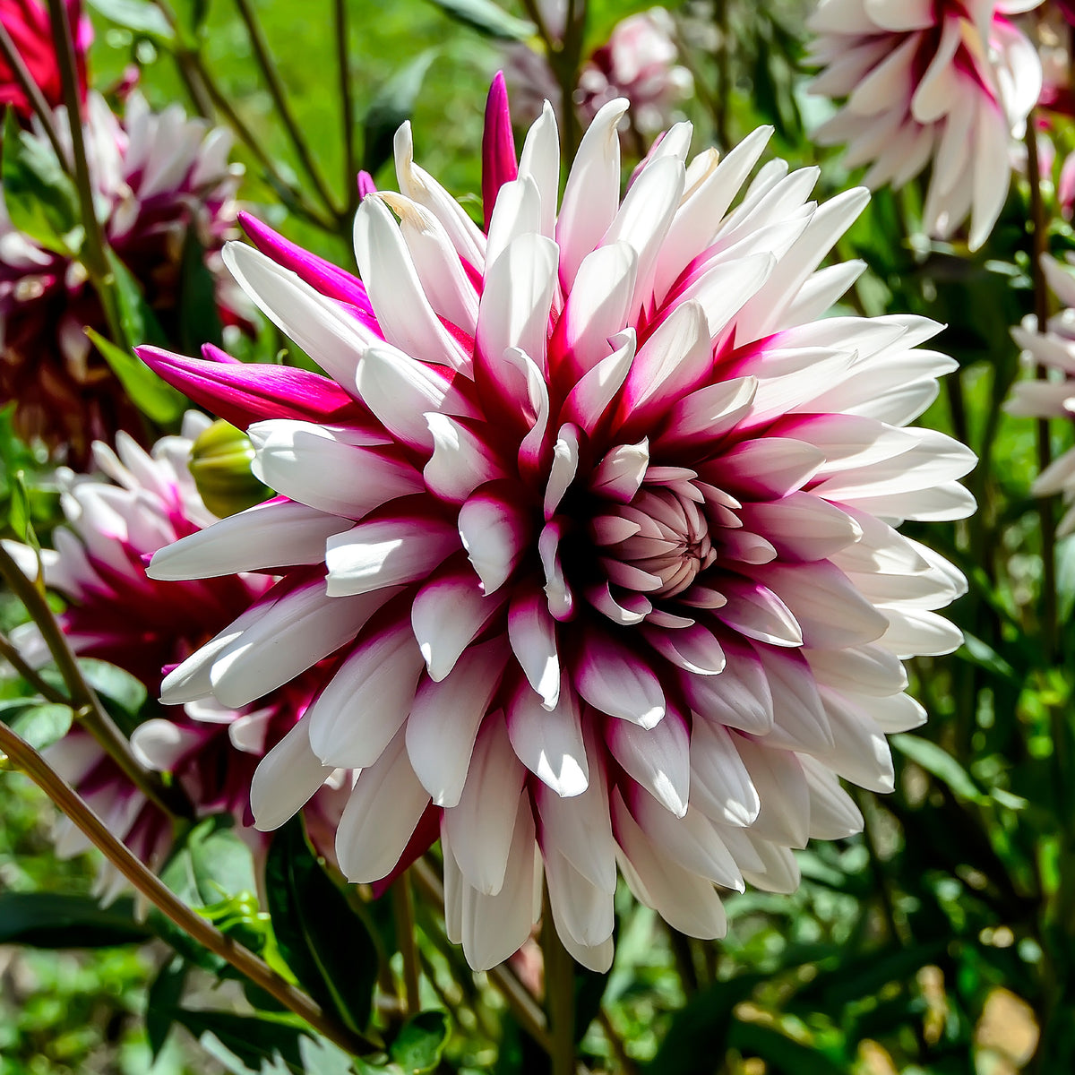 Dahlia 'rebecca's world' - 3 Dahlias Rebecca's World - Bulbes de Dahlia