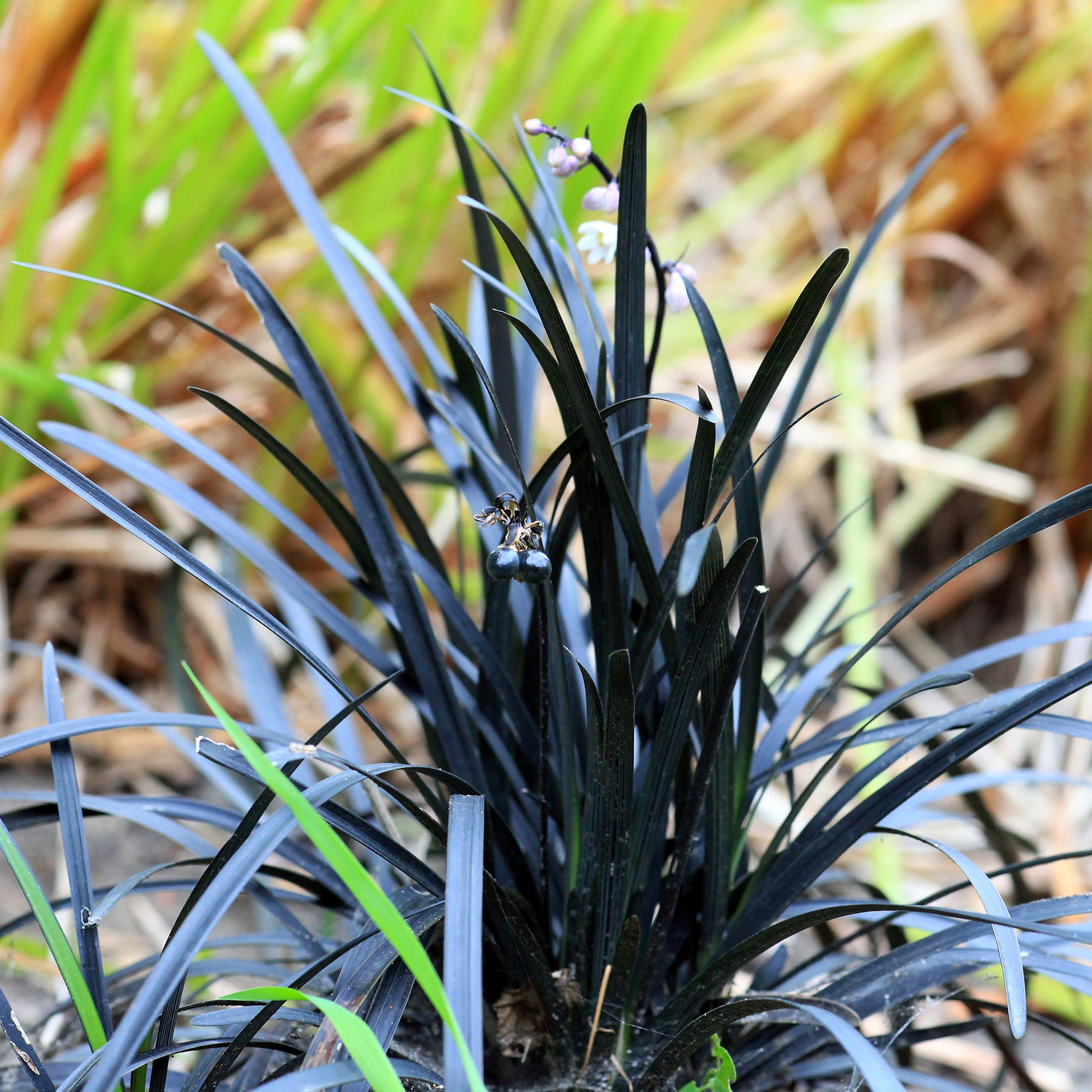 Ophiopogon noir Niger - Plantes couvre-sol - Bakker