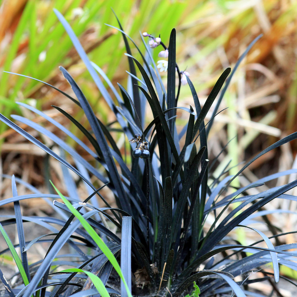 Ophiopogon noir Niger - Plantes couvre-sol - Bakker
