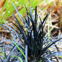 Vente Ophiopogon noir Niger - Ophiopogon planiscapus Niger