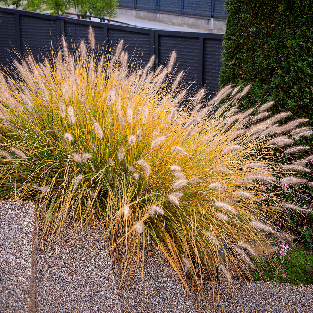 Pennisetum - Herbe aux écouvillons 'Hameln' - Pennisetum alopecuroides Hameln