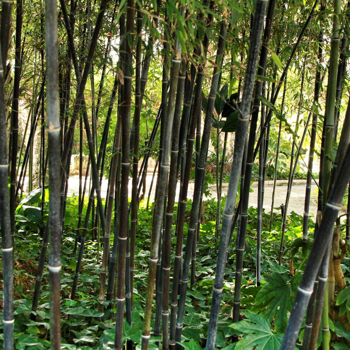 Bambou traçant noir - Phyllostachys nigra - Bakker