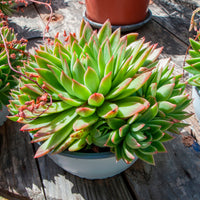 Echeveria Agavoides - Bakker
