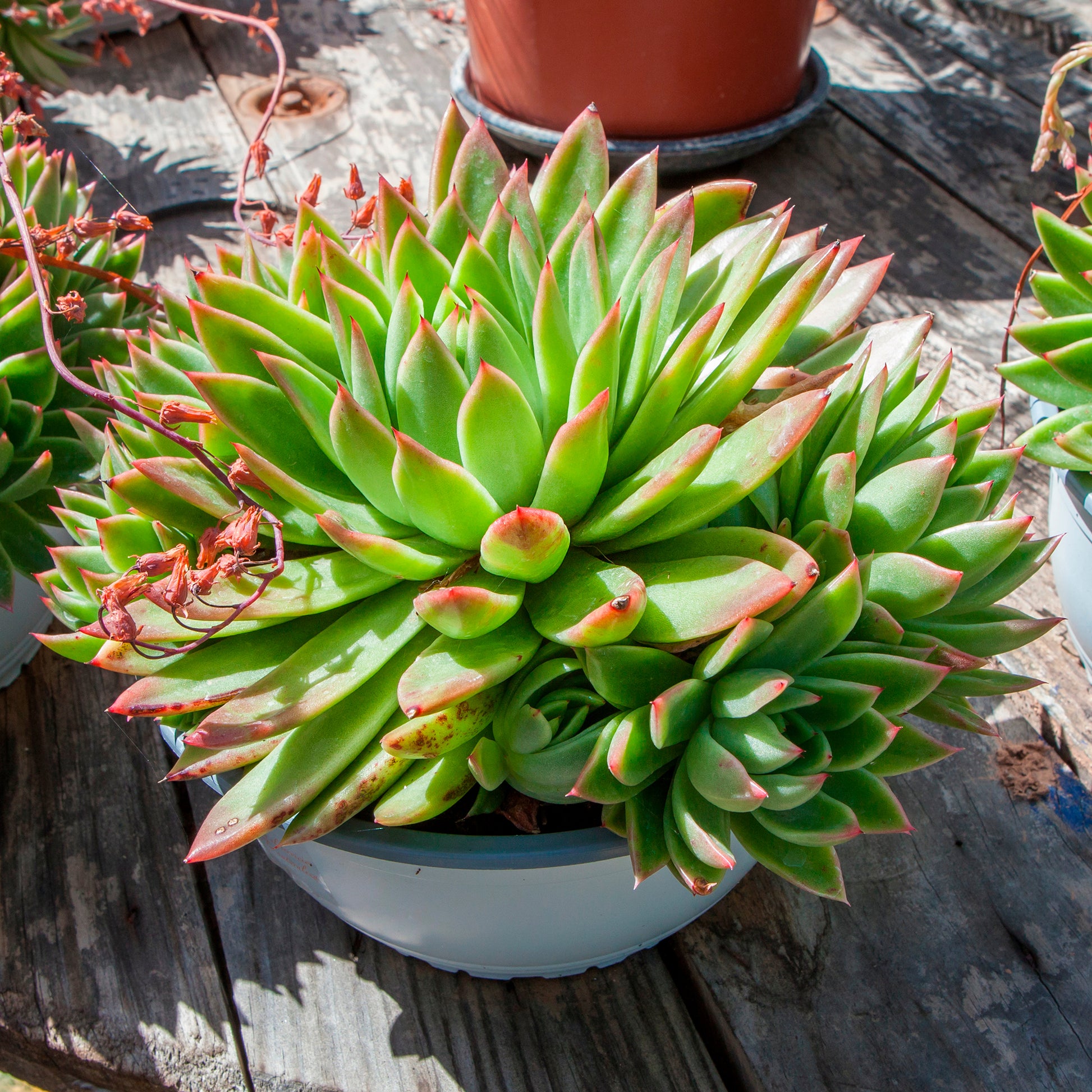 Echeveria Agavoides - Bakker