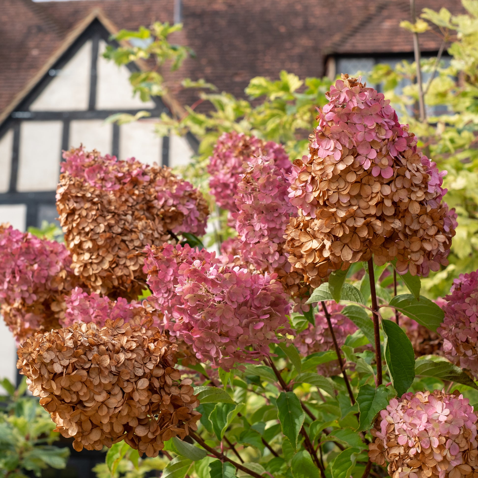 Vente Hortensia paniculé 'Vanille Fraise'