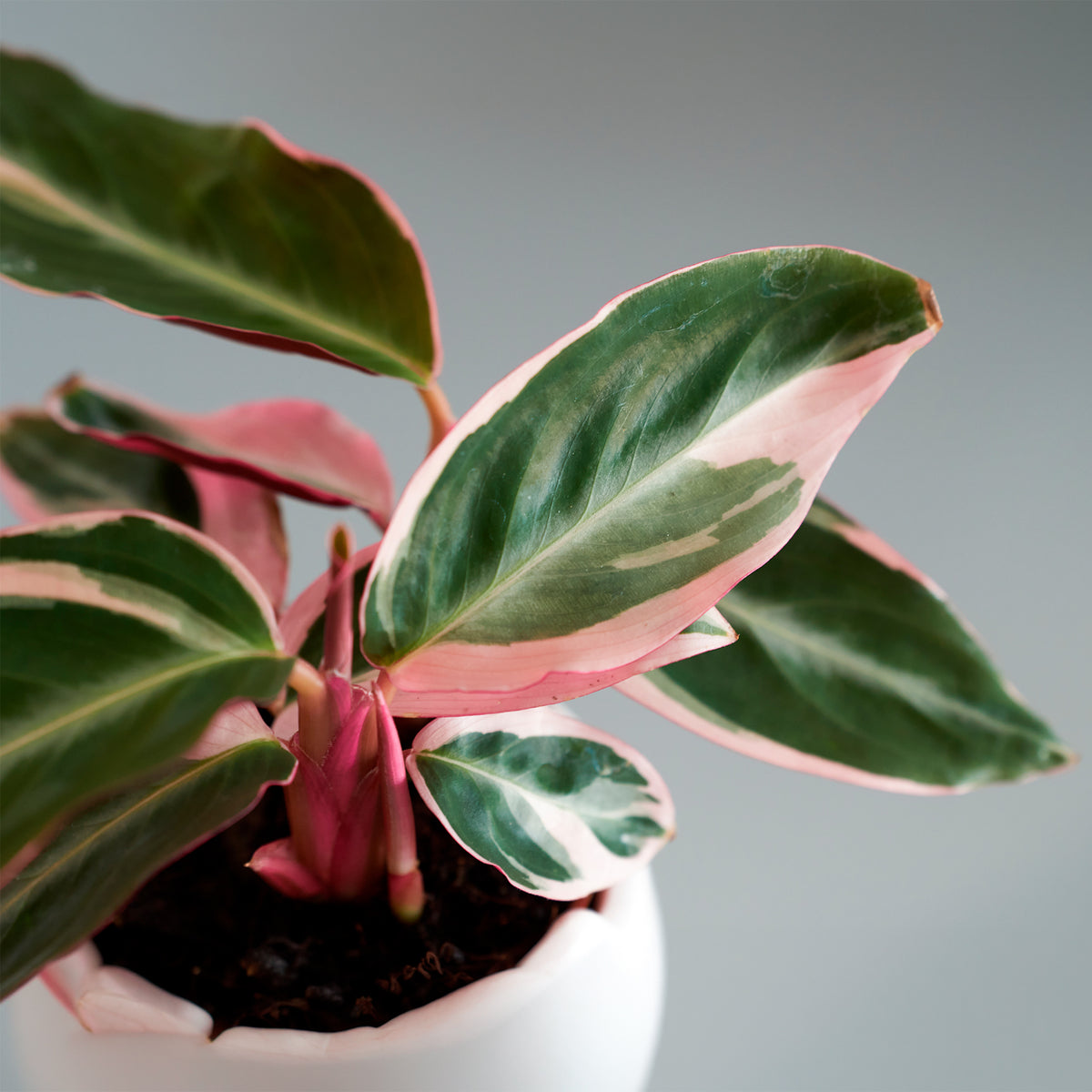 Calathea Stromanthe 'Triostar'