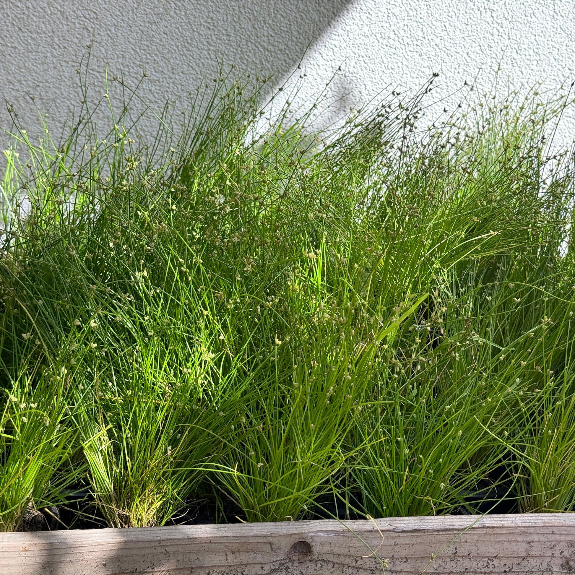 Isolepis cernua - Scirpe infléchi Herbe fibre optique - Toutes les plantes de bassin