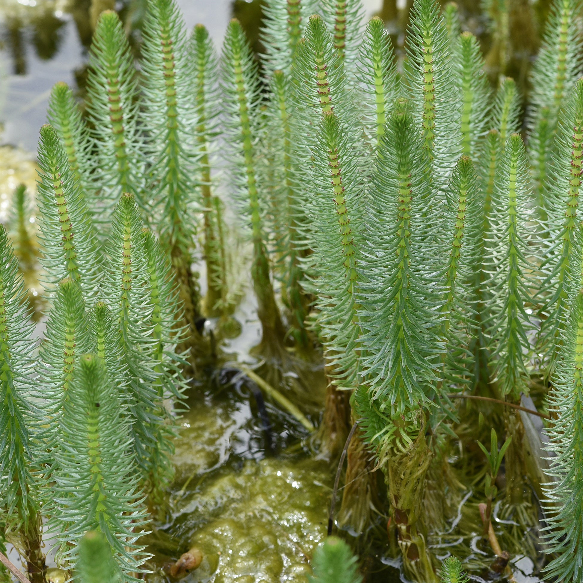 Vente Pesse d'eau - Hippuris vulgaris