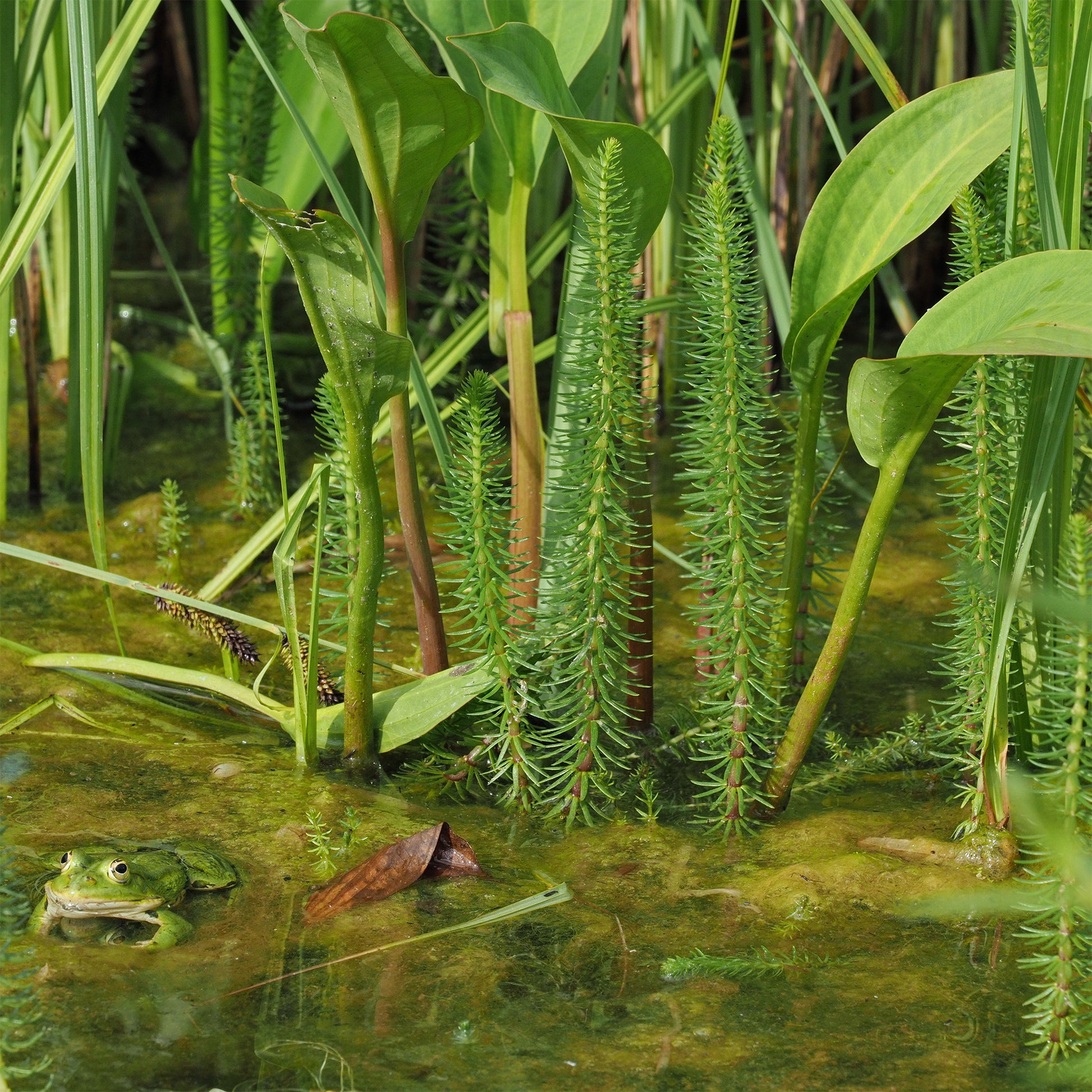 Hippuris vulgaris - Pesse d'eau - Toutes les plantes de bassin