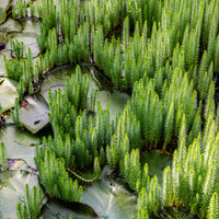 Toutes les plantes de bassin - Pesse d'eau - Hippuris vulgaris