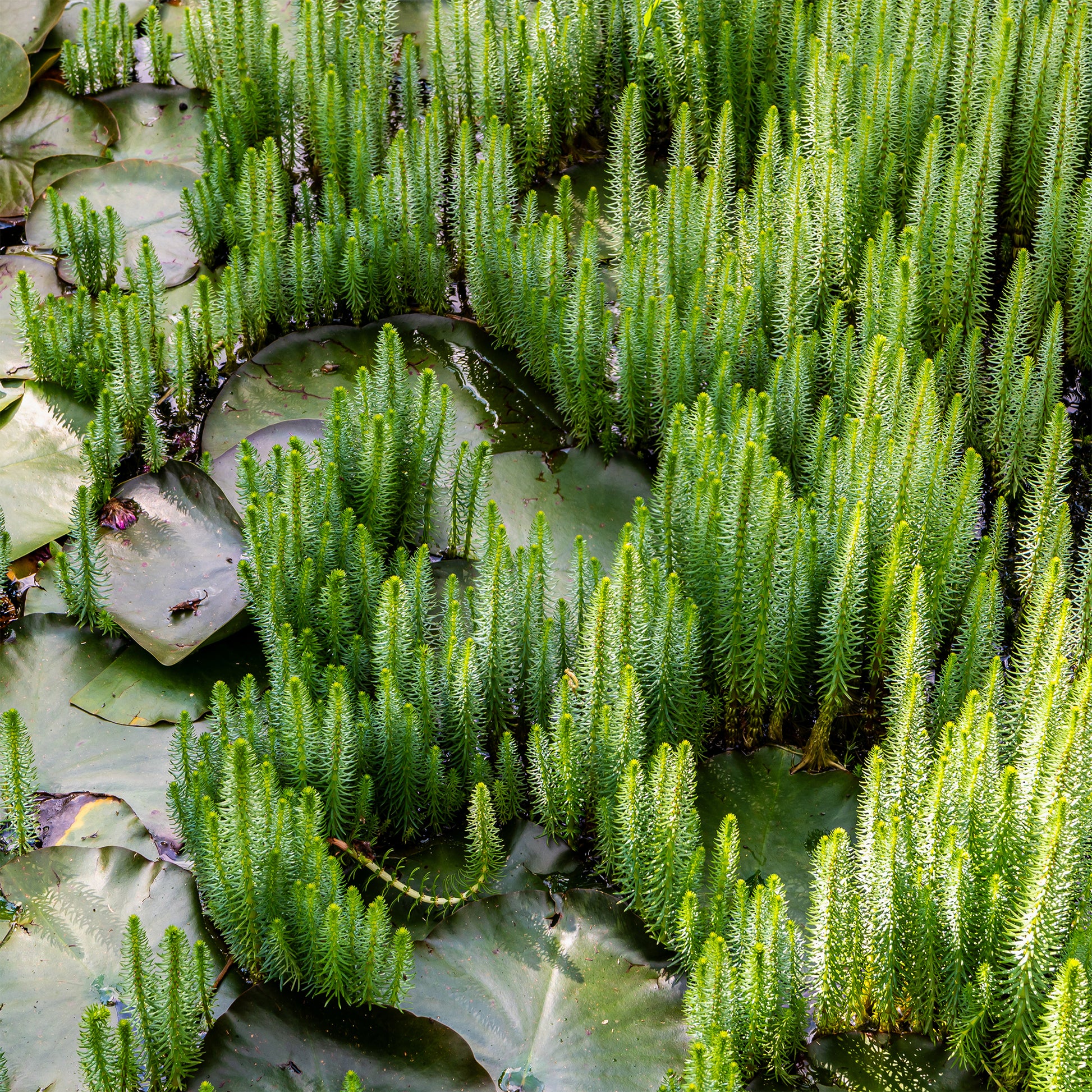 Toutes les plantes de bassin - Pesse d'eau - Hippuris vulgaris
