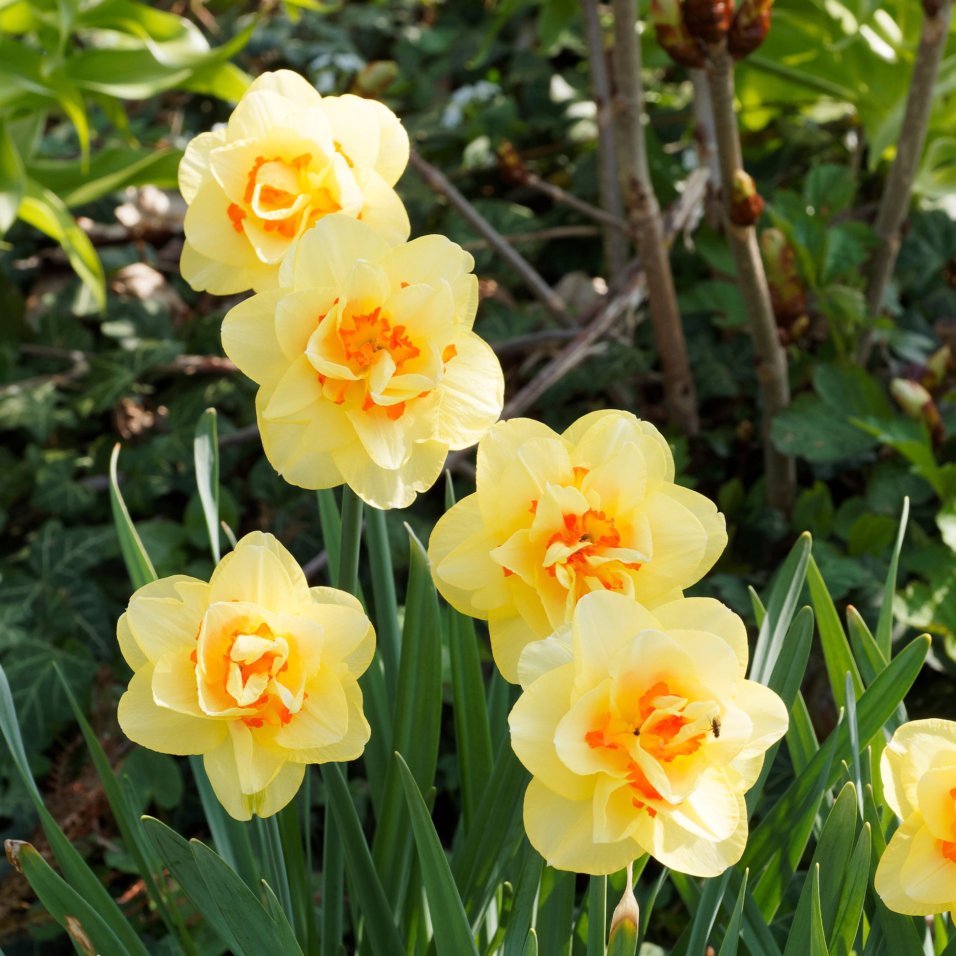 25x Narcisses à fleurs doubles Narcissus - Mélange 'Double Flowers' blanc-orangé-jaune - Bulbes de fleurs populaires