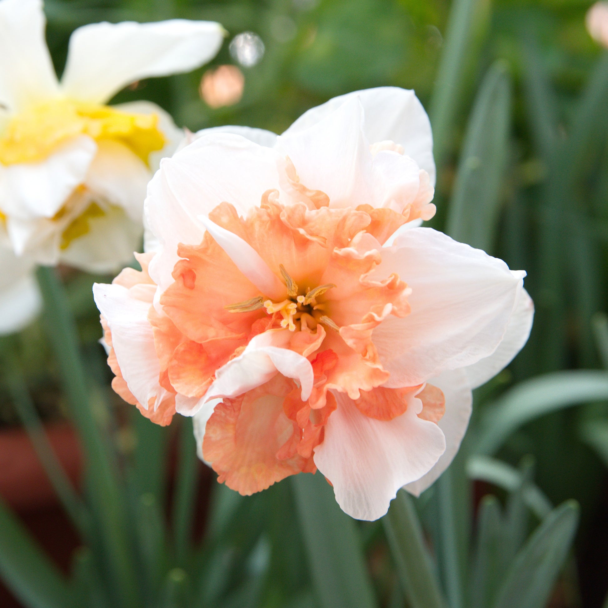 25x Narcisses à fleurs doubles Narcissus - Mélange 'Double Flowers' blanc-orangé-jaune - Bulbes de fleurs populaires