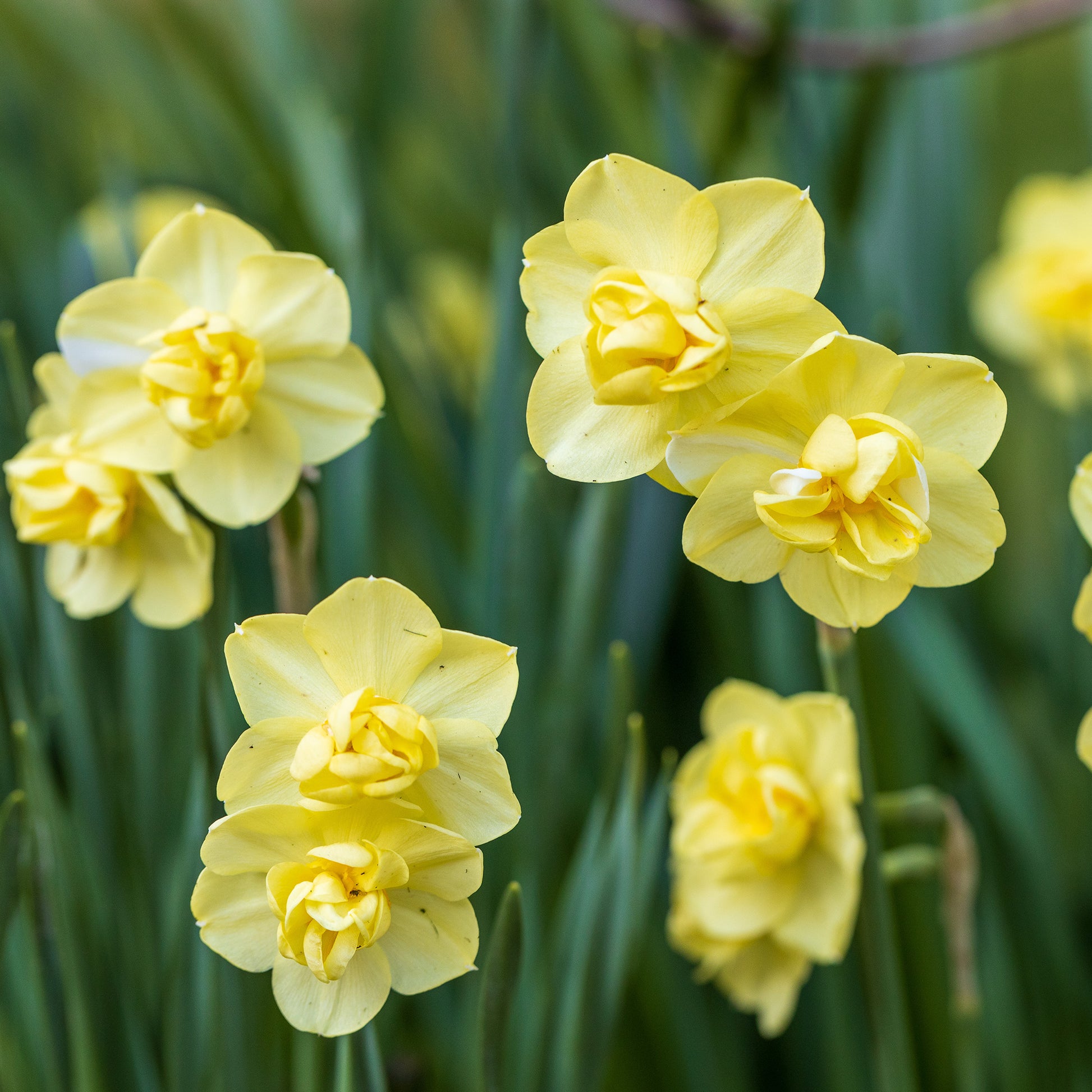 25x Narcisses à fleurs doubles Narcissus - Mélange 'Double Flowers' blanc-orangé-jaune - Bulbes de fleurs populaires