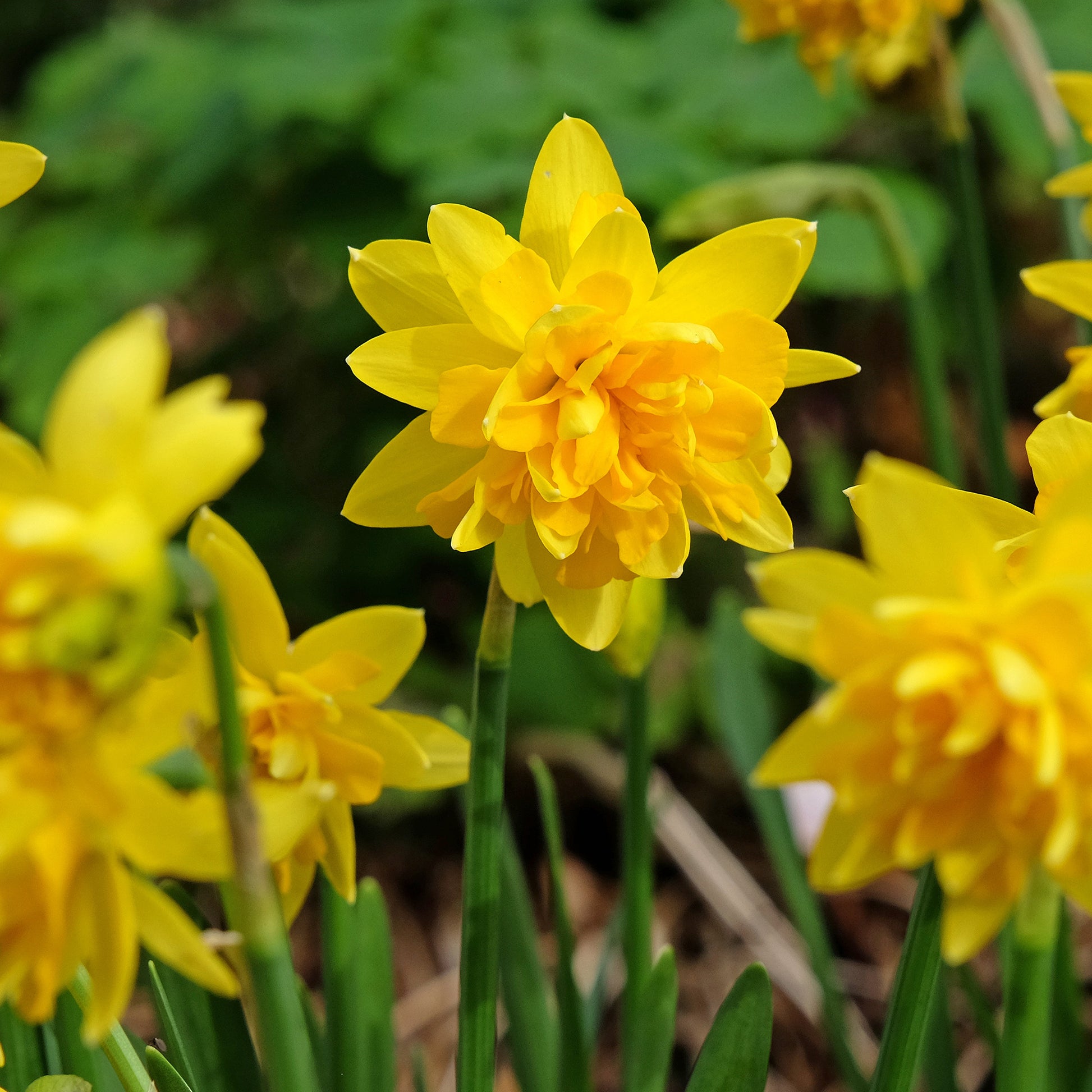 25x Narcisses à fleurs doubles Narcissus - Mélange 'Double Flowers' blanc-orangé-jaune - Bulbes de fleurs populaires