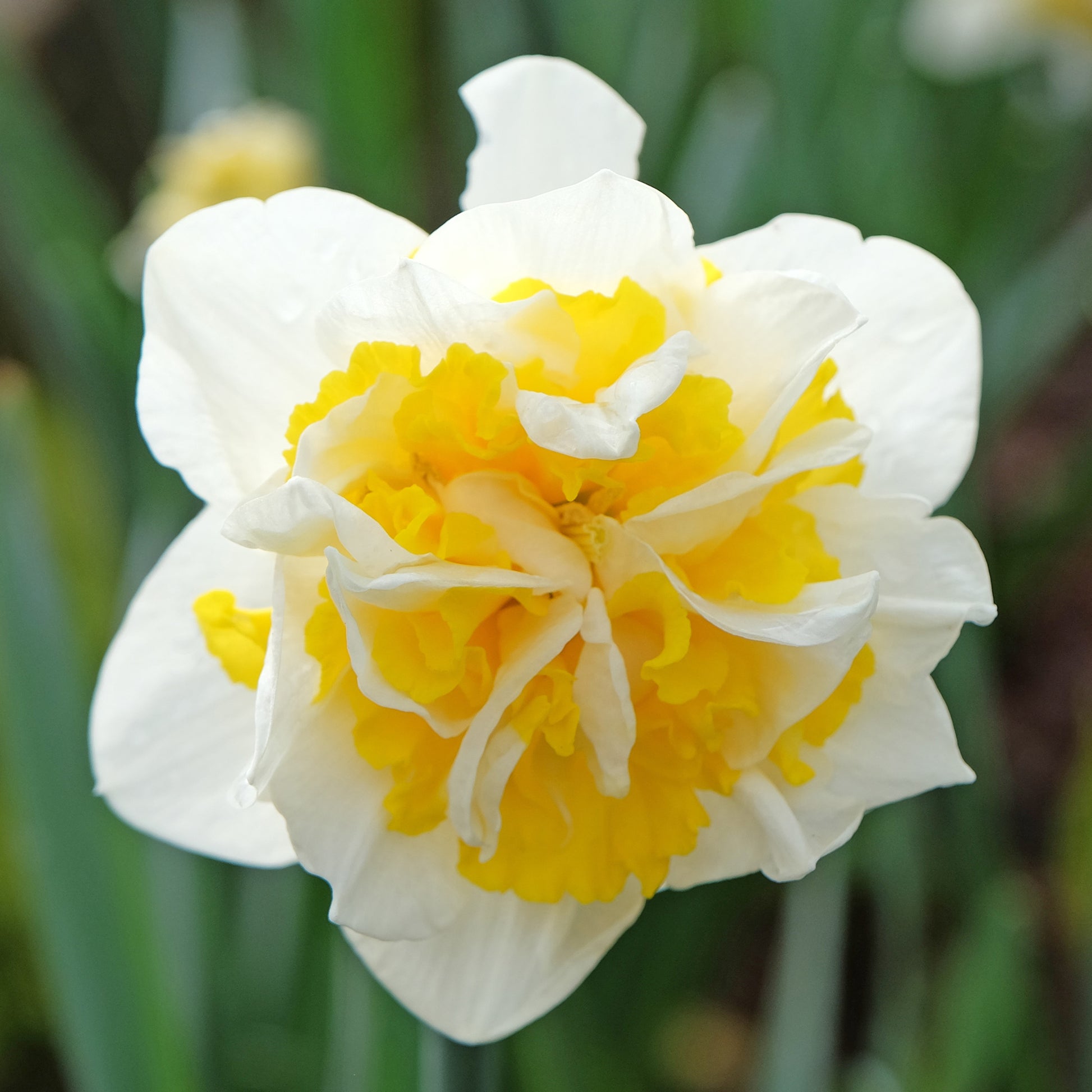 25x Narcisses à fleurs doubles Narcissus - Mélange 'Double Flowers' blanc-orangé-jaune - Bulbes de fleurs populaires