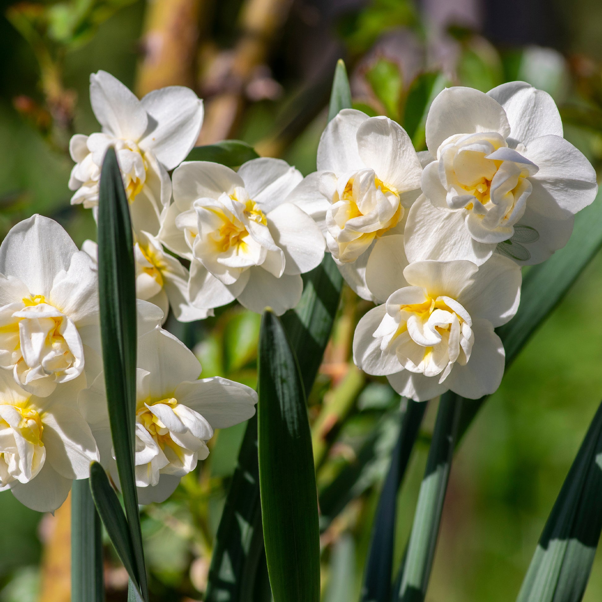 25x Narcisses à fleurs doubles Narcissus - Mélange 'Double Flowers' blanc-orangé-jaune - Bulbes de fleurs populaires