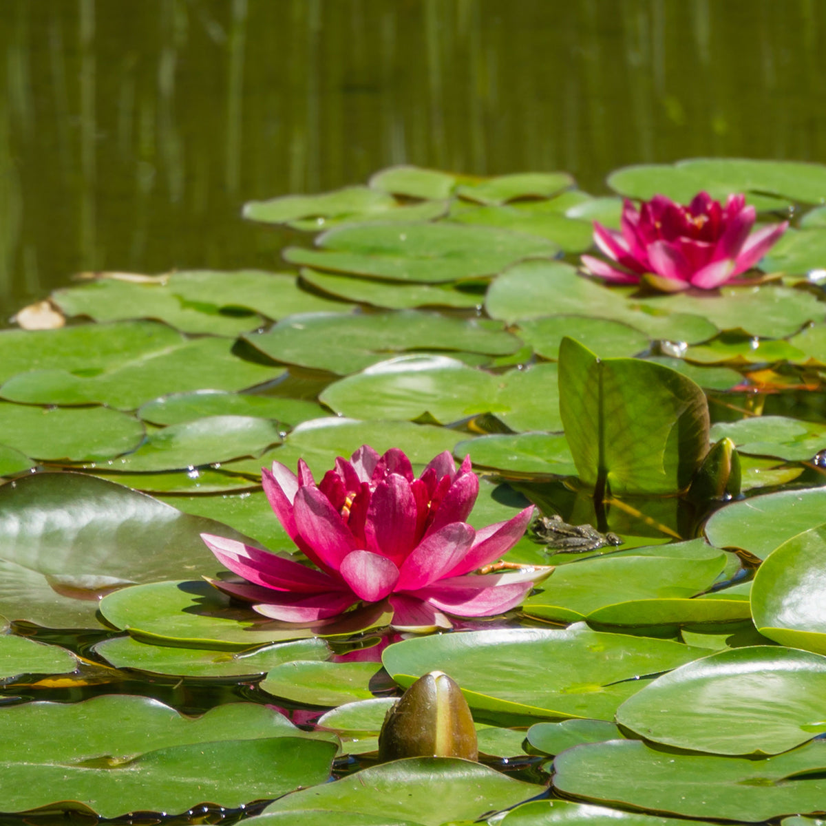 Nénuphar Attraction - Nymphaea 'Attraction' - Bakker