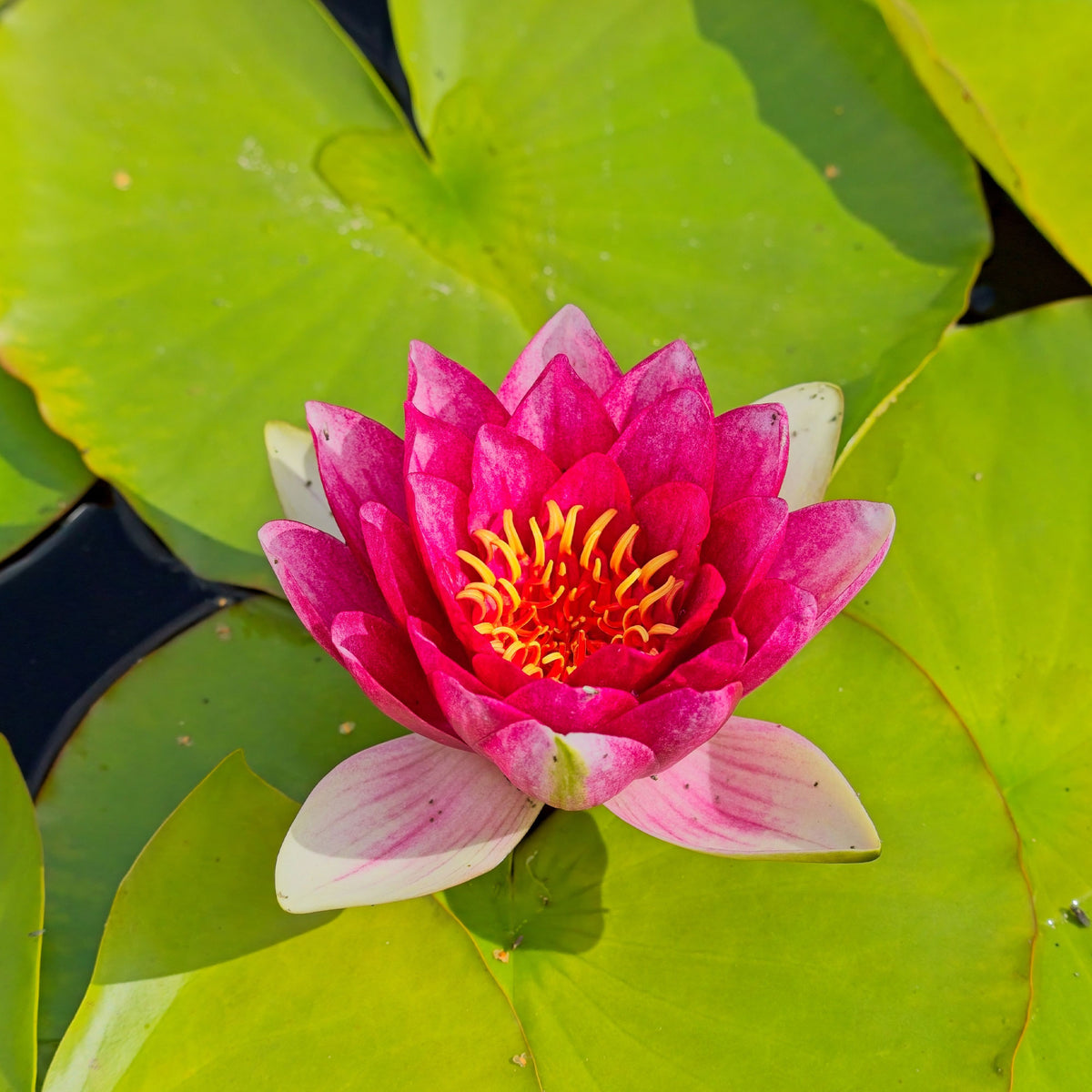 Nymphaea 'Attraction' - Nénuphar Attraction - Nénuphars