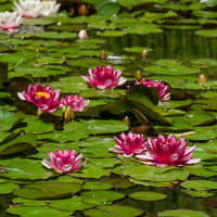 Nénuphar Attraction - Nymphaea 'Attraction' - Bakker