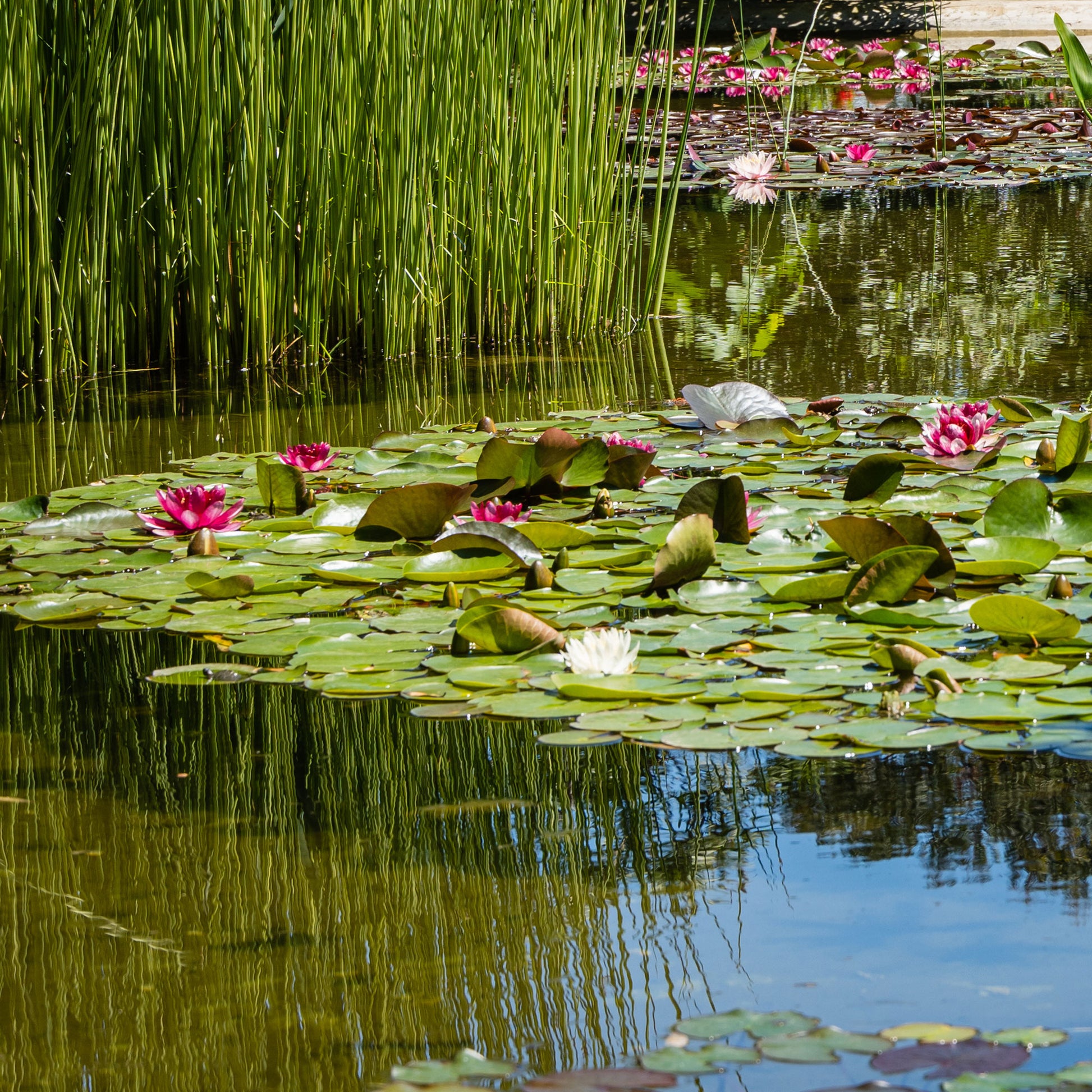 Nénuphars - Nénuphar Attraction - Nymphaea 'Attraction'
