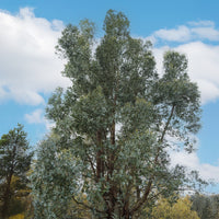 Eucalyptus gunnii - Eucalyptus gunnii - Bakker