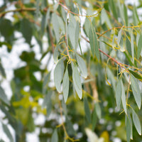 Eucalyptus - Eucalyptus gunnii - Eucalyptus gunnii