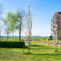 Cerisier du Japon 'Amanogawa' - Bakker