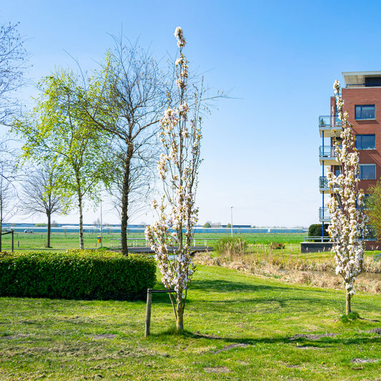 Cerisier du Japon 'Amanogawa'