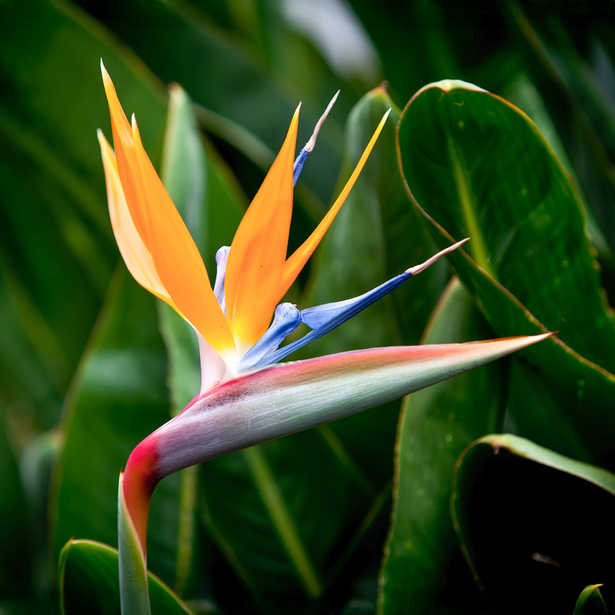 Vente Oiseau du paradis nain - Strelitzia reginae humilis