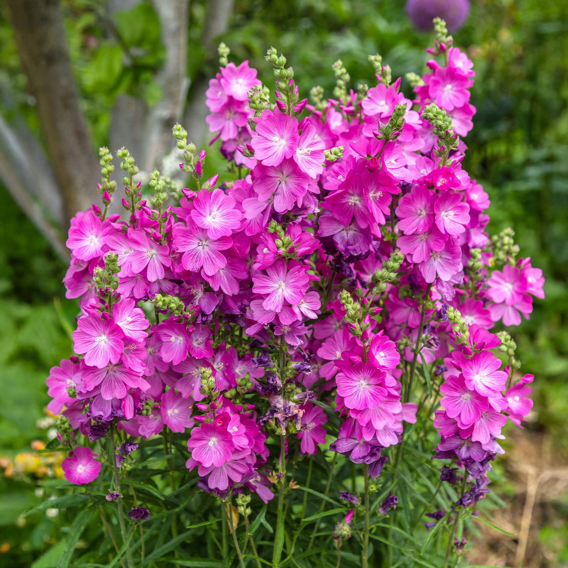 Sidalcea oregana Party Girl - Sidalcées Party Girl - Racines nues