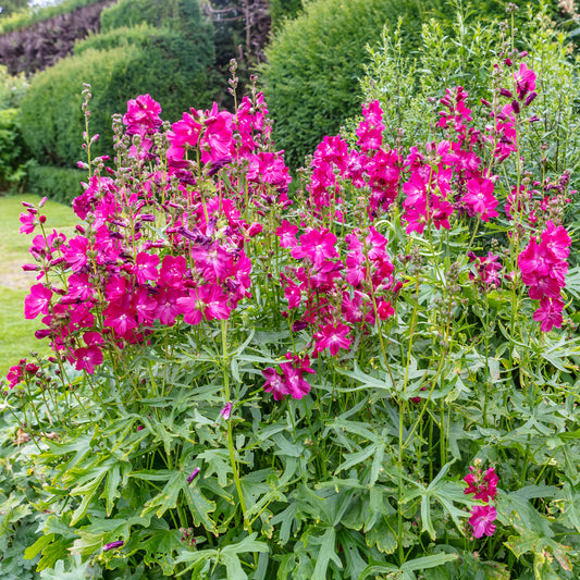 Sidalcées Party Girl