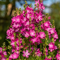 Sidalcées Party Girl - Sidalcea oregana Party Girl - Bakker