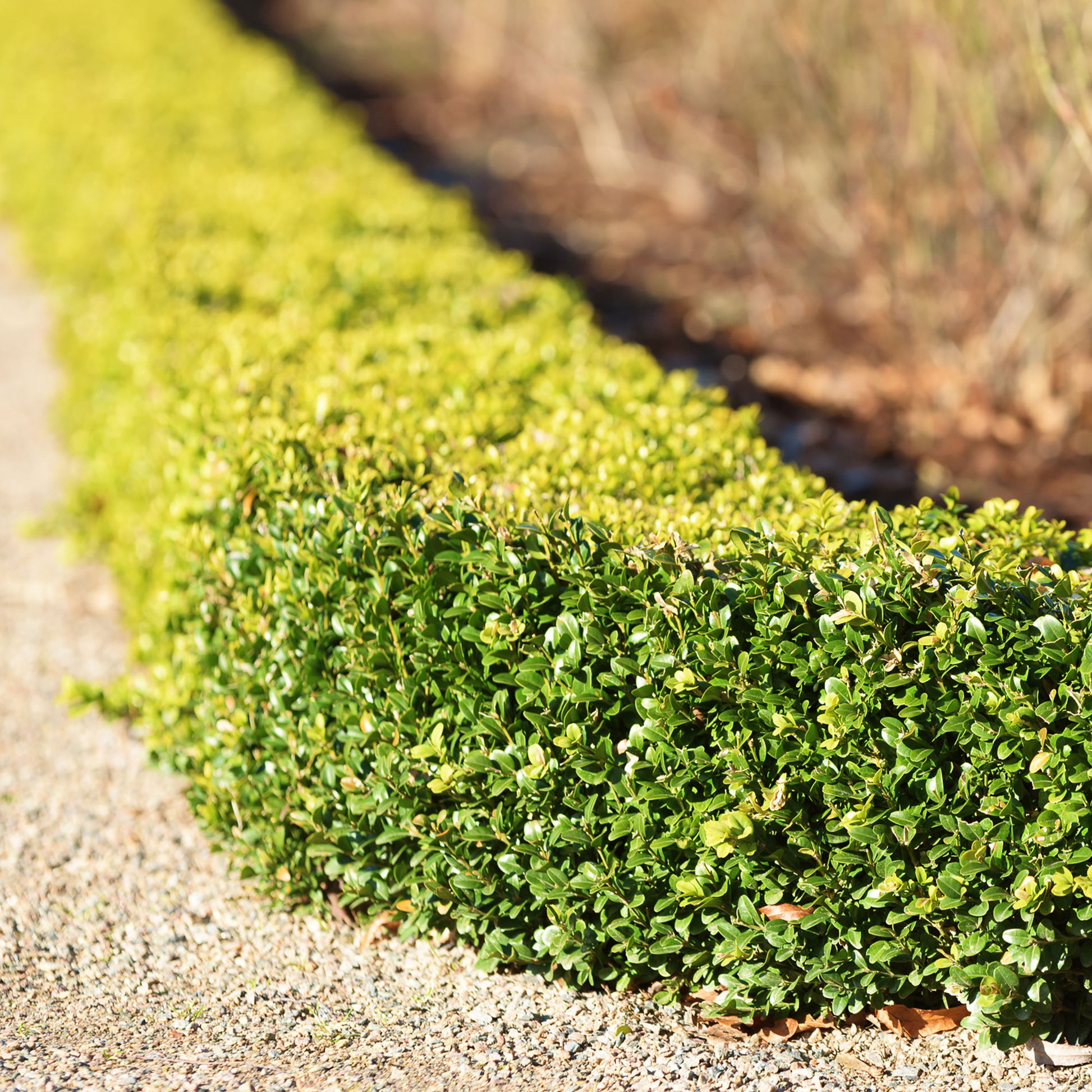Buis commun - Buxus sempervirens - Bakker