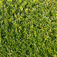 Vente Buis commun - Buxus sempervirens