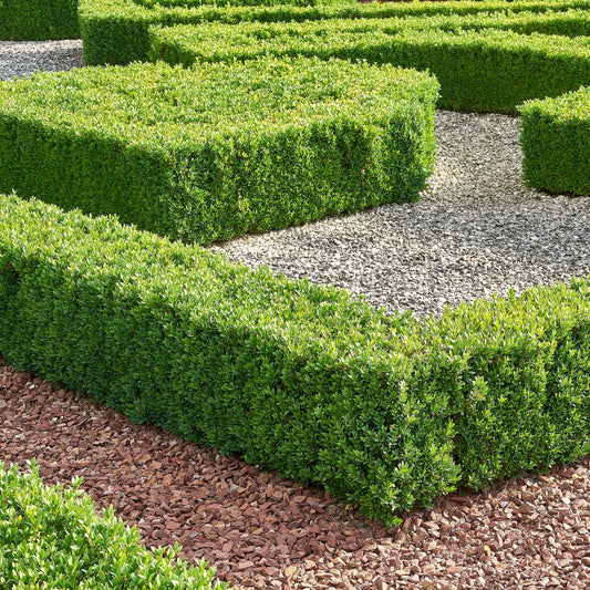 Buis commun - Bakker