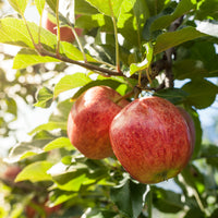 Vente Pommier 'Gala' - Malus domestica Gala
